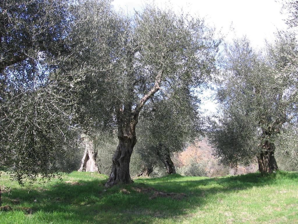 Villa Casa Fioranna à Seggiano Chambre photo