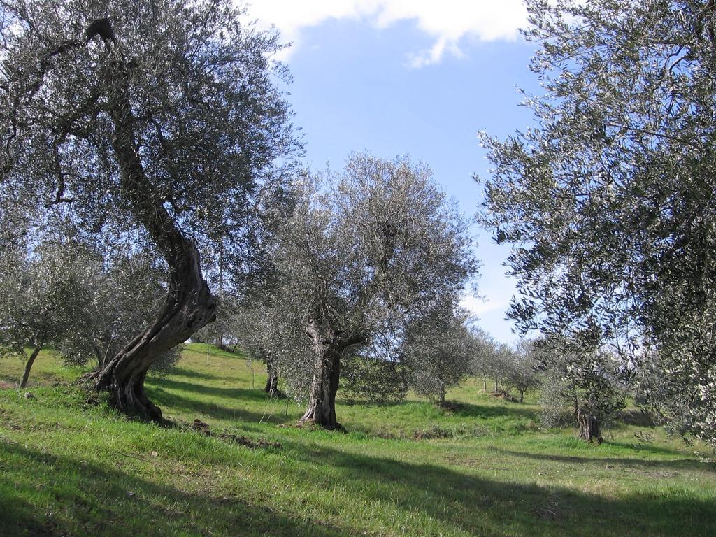 Villa Casa Fioranna à Seggiano Chambre photo